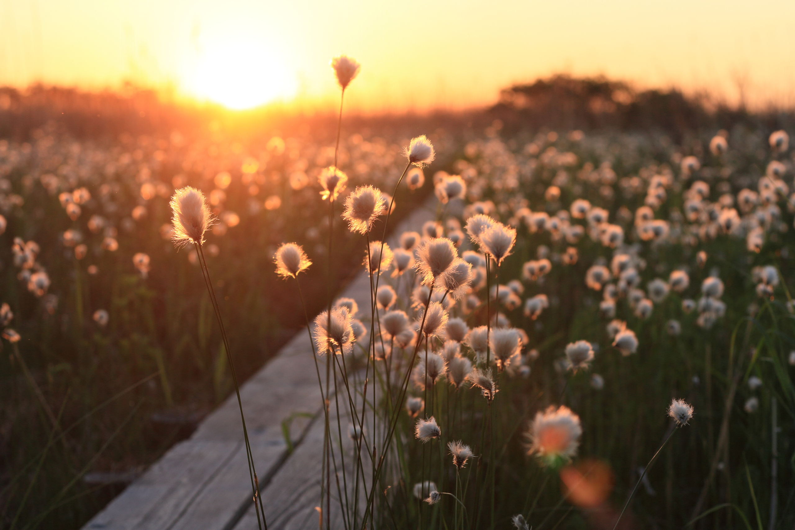0602夕陽を浴びるワタスゲ