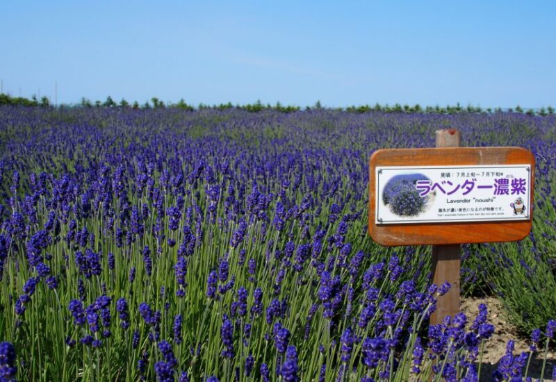 P6263362-e1561947833660-800x550