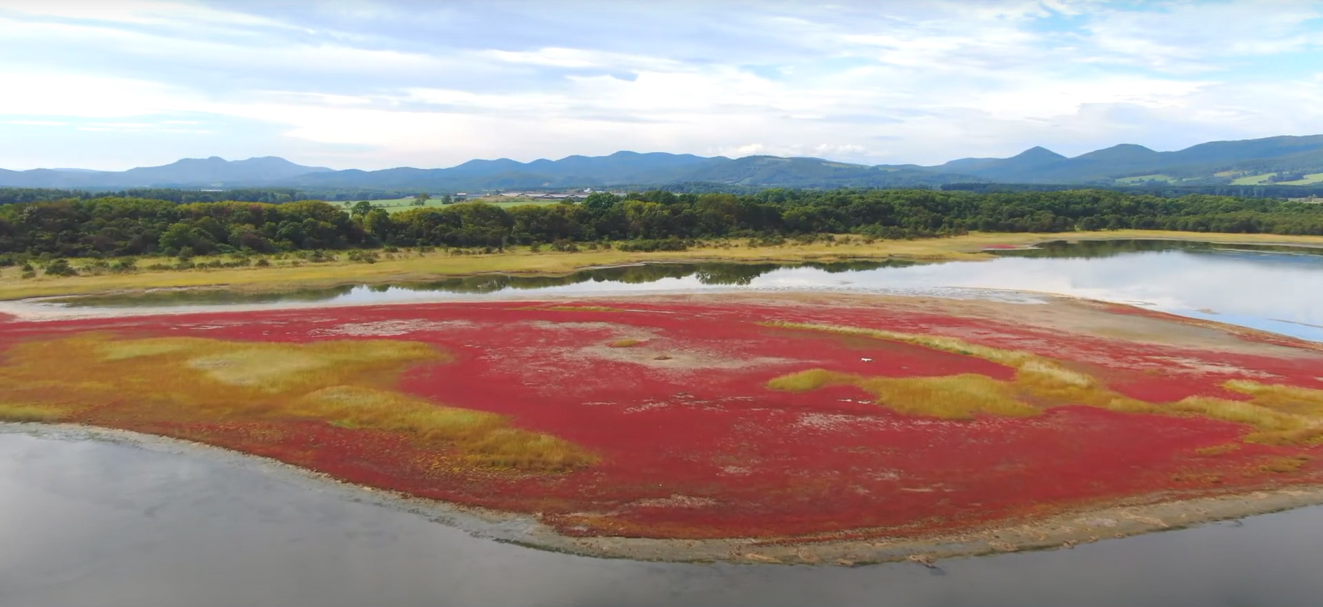 コムケ湖サンゴ草 (1)