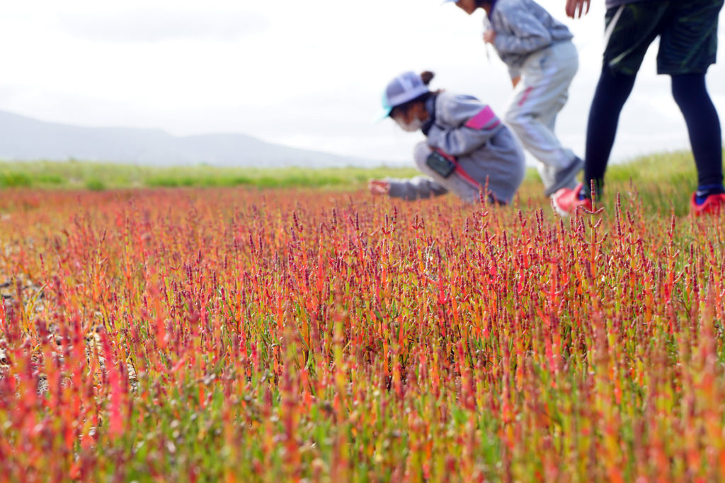 コムケ湖サンゴ草(R4.6.3)